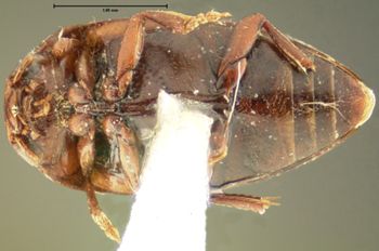 Media type: image;   Entomology 23939 Aspect: habitus ventral view